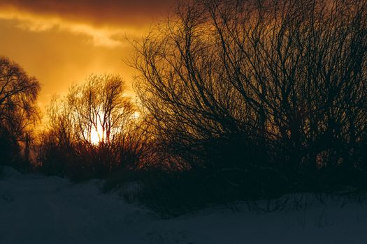 Hot yellow winter sunrise against the trees without leaves