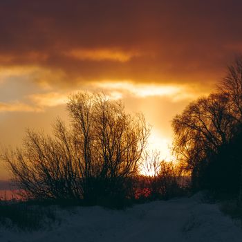 Hot yellow winter sunrise against the trees without leaves