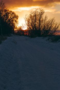 Hot yellow winter sunrise against the trees without leaves