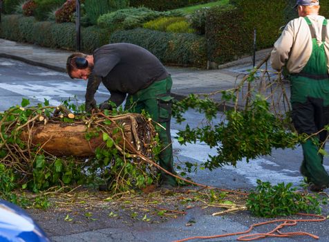 Forestry worker sawing a tree trunk with a chainsaw and professional tool.