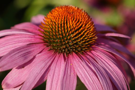 Coneflower (Echinacea purpurea), flowers of summer