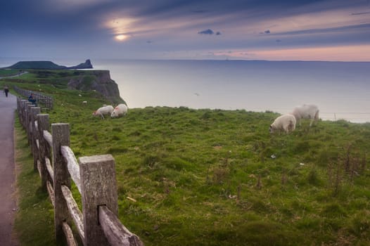 Typical scene from Ireland. Green pastures, sheep, sea and cloudy skies. Amazing land, rural, remote yet beautiful.