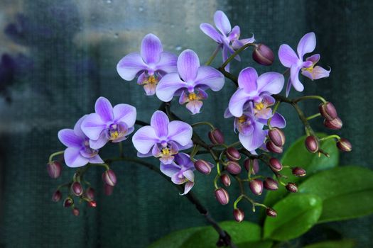 Beautiful pink orchid flowers isolated on green
