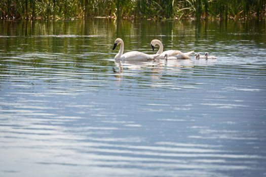 Family of Swan Swimming in the Water.