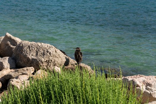 European seagull with brown and white feathers sits on a stone, in the background the sea.