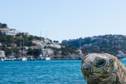 Giant turtle in front of blue sea in a book, background intentional blur.