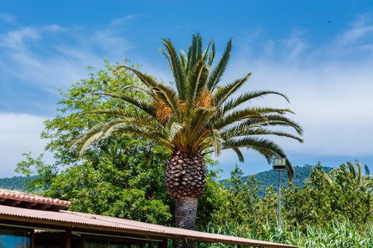 Palme - Perfect palm tree against a beautiful blue sky