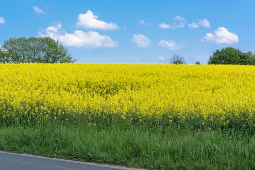 Blooming canola field with beautiful blue sky in the background.
Symbolizing green energy.