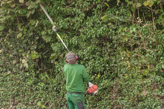 Hedge trimming, works in a garden. Professional gardener with a professional garden tools at work.