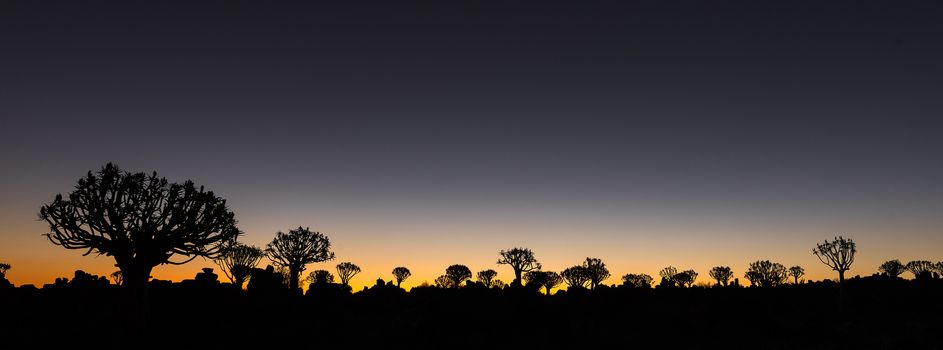 Silhouettes at sunset of quiver trees and rocks at the forest at Garas Park Rest Camp, near Keetmanshoop on the B1-road  to Mariental