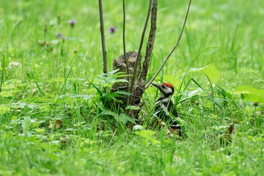 Woodpecker In the park on the grass hollow tree, Russia, summer