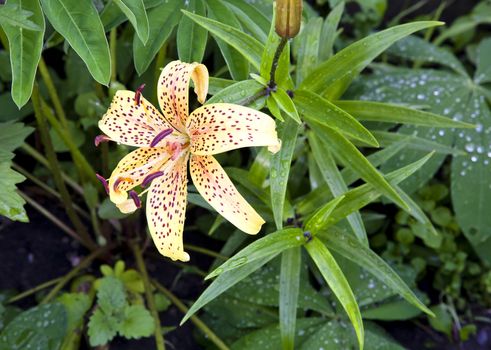 young yellow tiger Lily with raindrops on green nature background