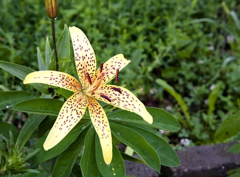 young yellow tiger Lily with raindrops on green nature background