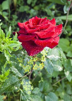 beautiful red rose with rain drops in early morning on green nature background