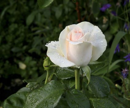 beautiful bud cream rose with rain drops in early morning on dark green nature background