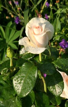 beautiful bud cream rose with rain drops in early morning on dark green nature background