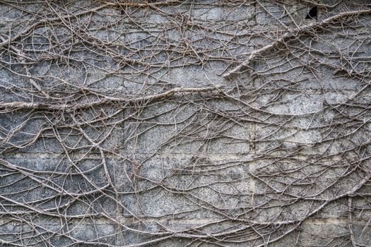 dry creepers on the wall