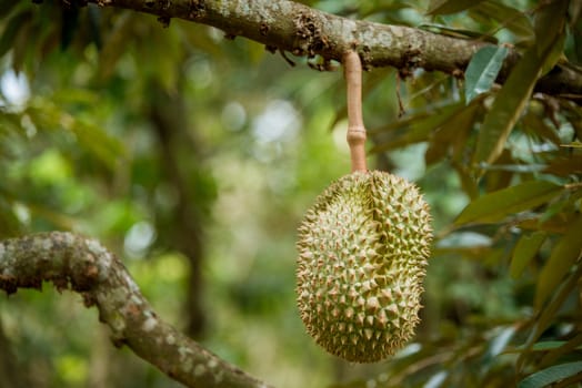 Fresh durian on tree in Thailand fruit farm