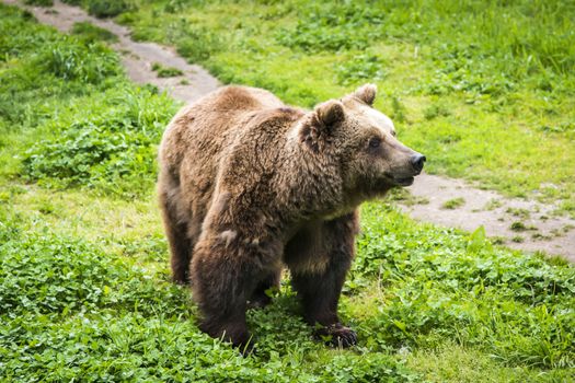 Brown bear Ursus arctos in its own envirnment