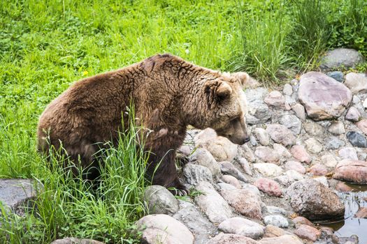 Brown bear Ursus arctos in its own envirnment