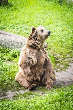 Brown bear Ursus arctos in its own envirnment