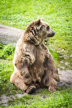 Brown bear Ursus arctos in its own envirnment