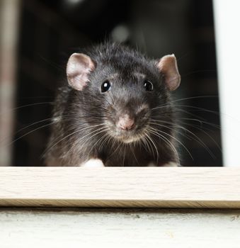 Animal gray rat close-up sitting on a table
