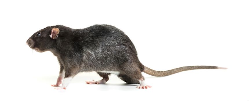 Animal gray rat close-up on white background