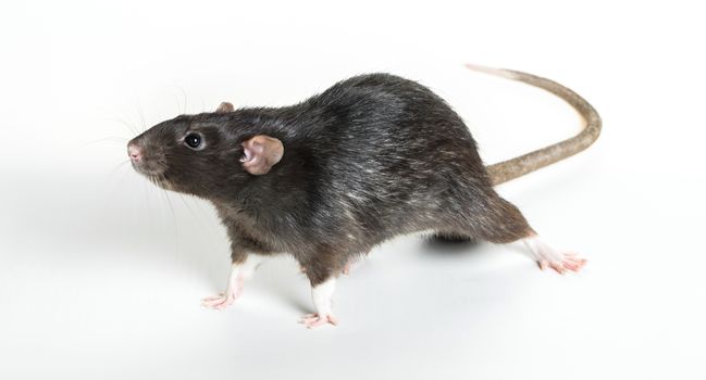 Animal gray rat close-up on white background