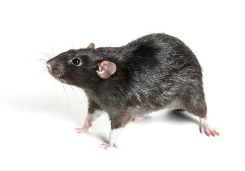 Animal gray rat close-up on white background