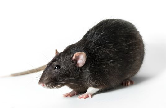 Animal gray rat close-up on white background