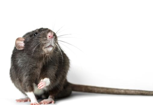 Animal gray rat close-up on white background