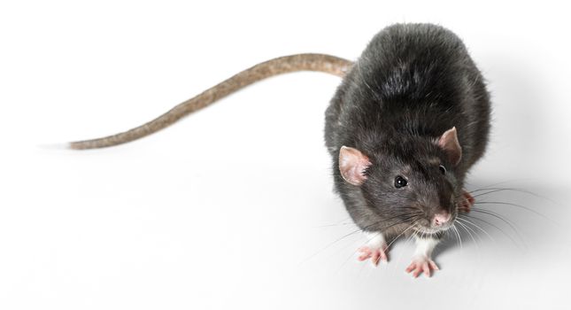 Animal gray rat close-up on white background