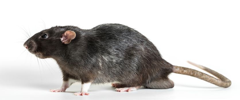 Animal gray rat close-up on white background