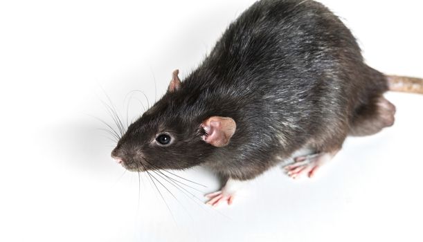 Animal gray rat close-up on white background