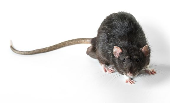 Animal gray rat close-up on white background
