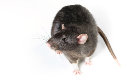 Animal gray rat close-up on white background