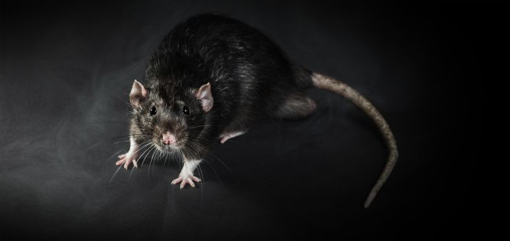 Animal gray rat close-up on a black background