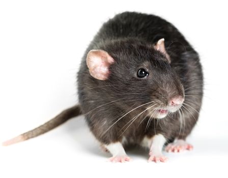 Animal gray rat close-up on white background