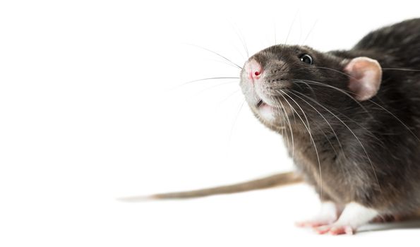 Animal gray rat close-up on white background