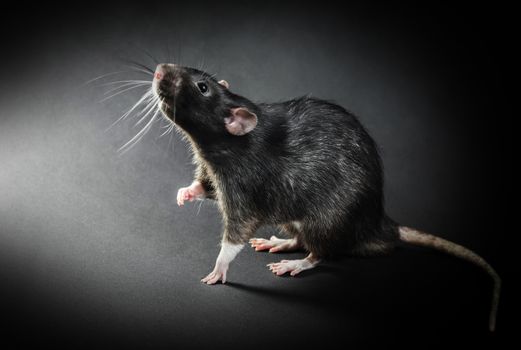 Animal gray rat close-up on a black background