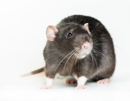 Animal gray rat close-up on white background