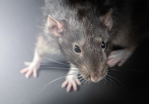 Animal gray rat close-up on a black background