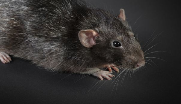 Animal gray rat close-up on a black background