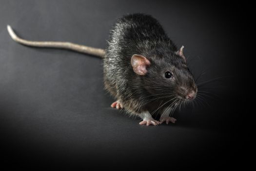 Animal gray rat close-up on a black background