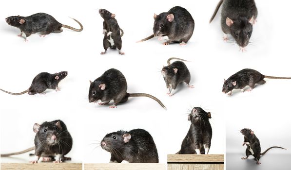 Gray rat in different poses on a white background