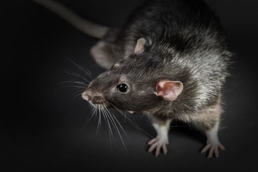 Animal gray rat close-up on a black background