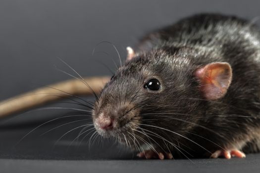 Animal gray rat close-up on a black background