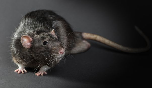 Animal gray rat close-up on a black background