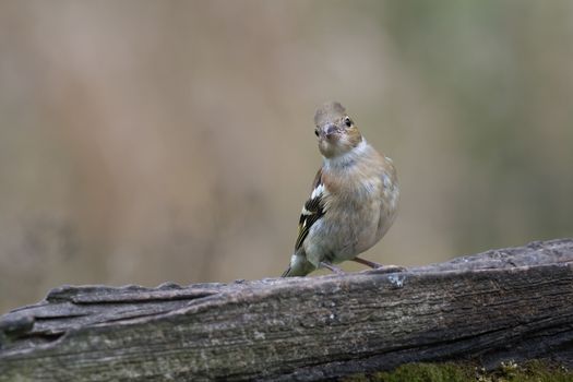 A juvenile female chaffinch perched on an old gate looking straight directly at the camera viewer tilting its head